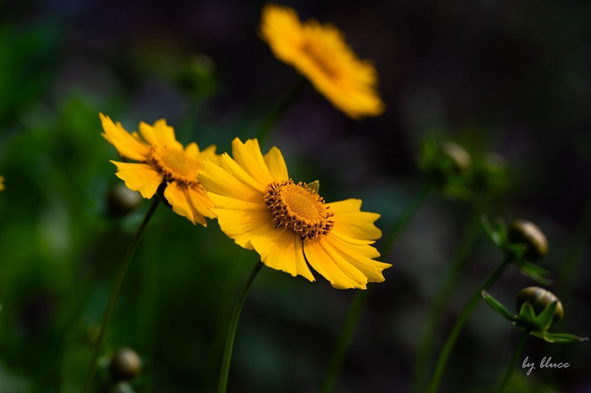 陶渊明故居——守拙园【下】