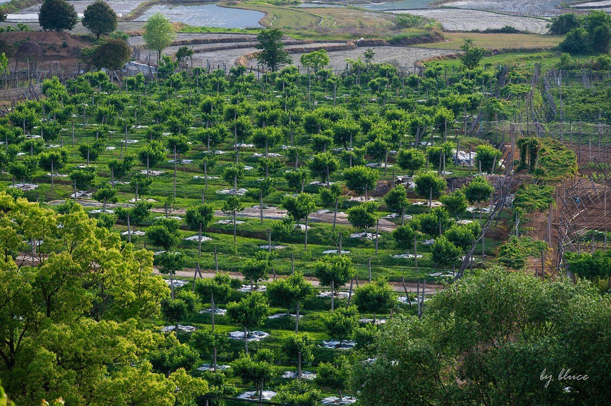 陶渊明故居——守拙园【下】