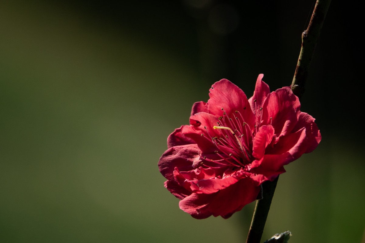 花枝招展（469）