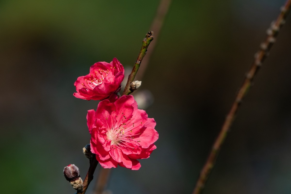 花枝招展（469）