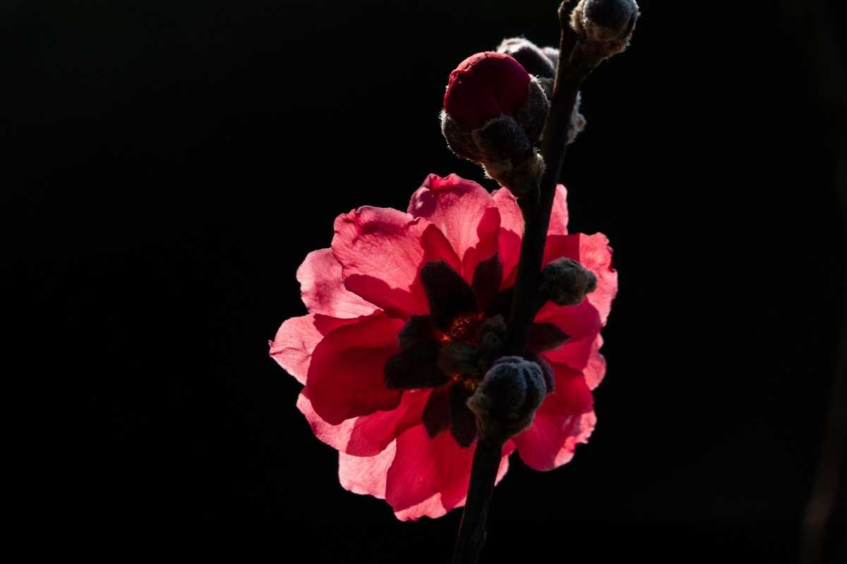 花枝招展（469）