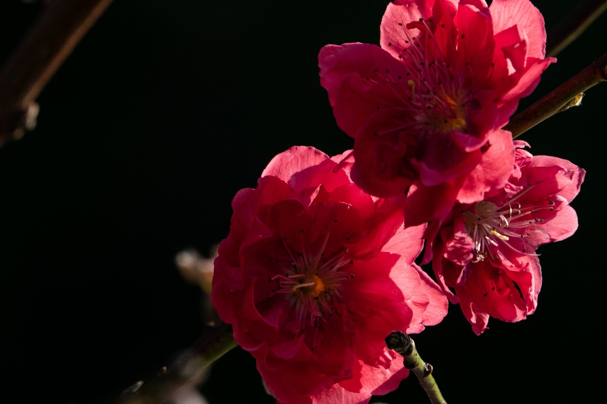 花枝招展（469）