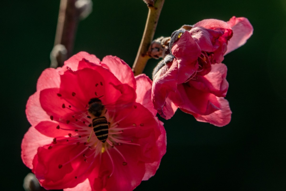 花枝招展（469）