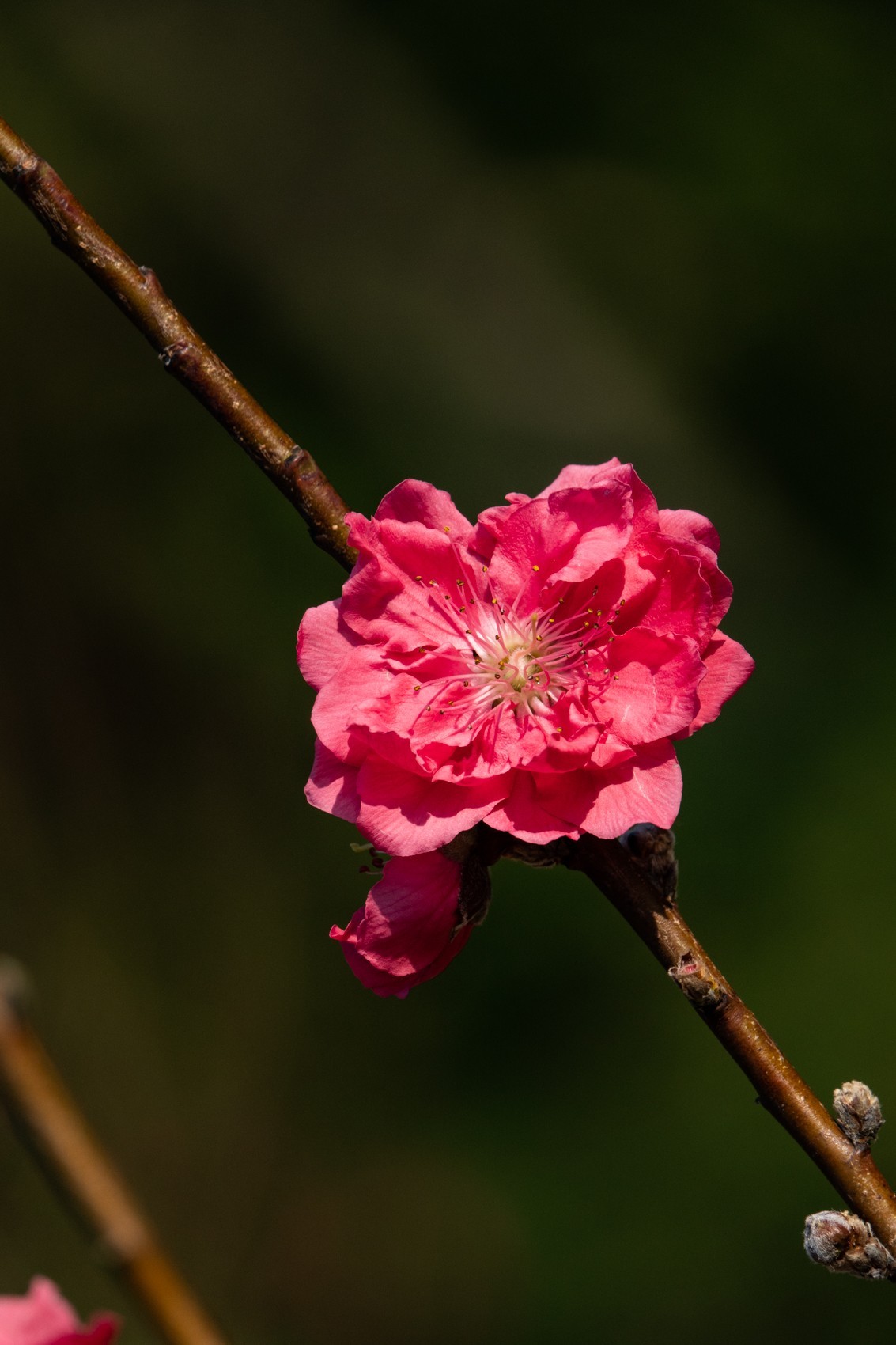 花枝招展（469）