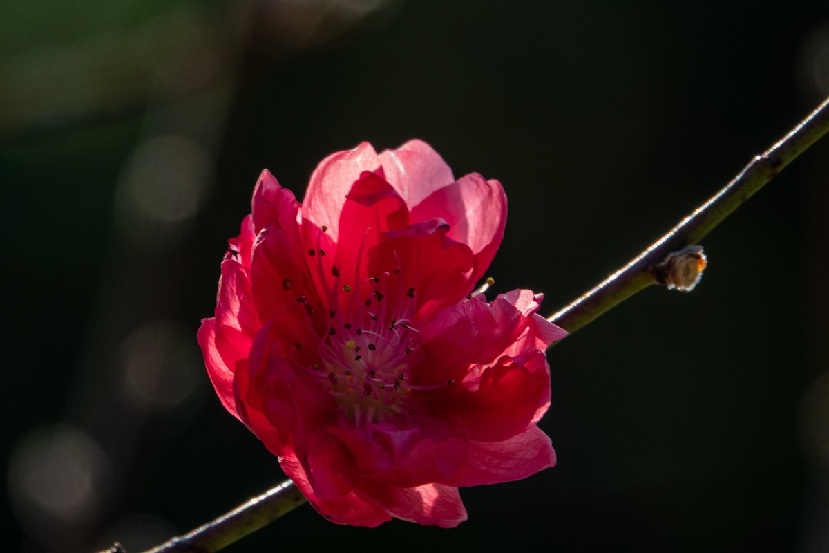 花枝招展（469）