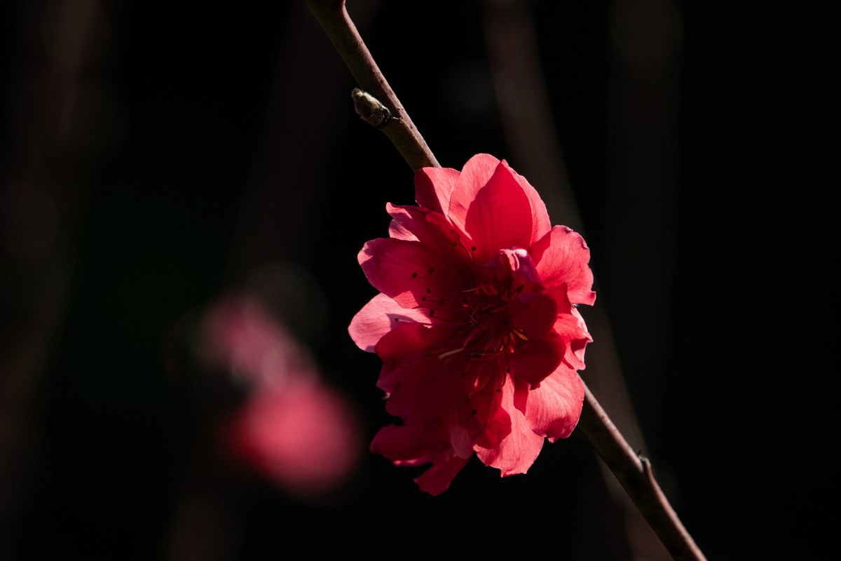 花枝招展（469）