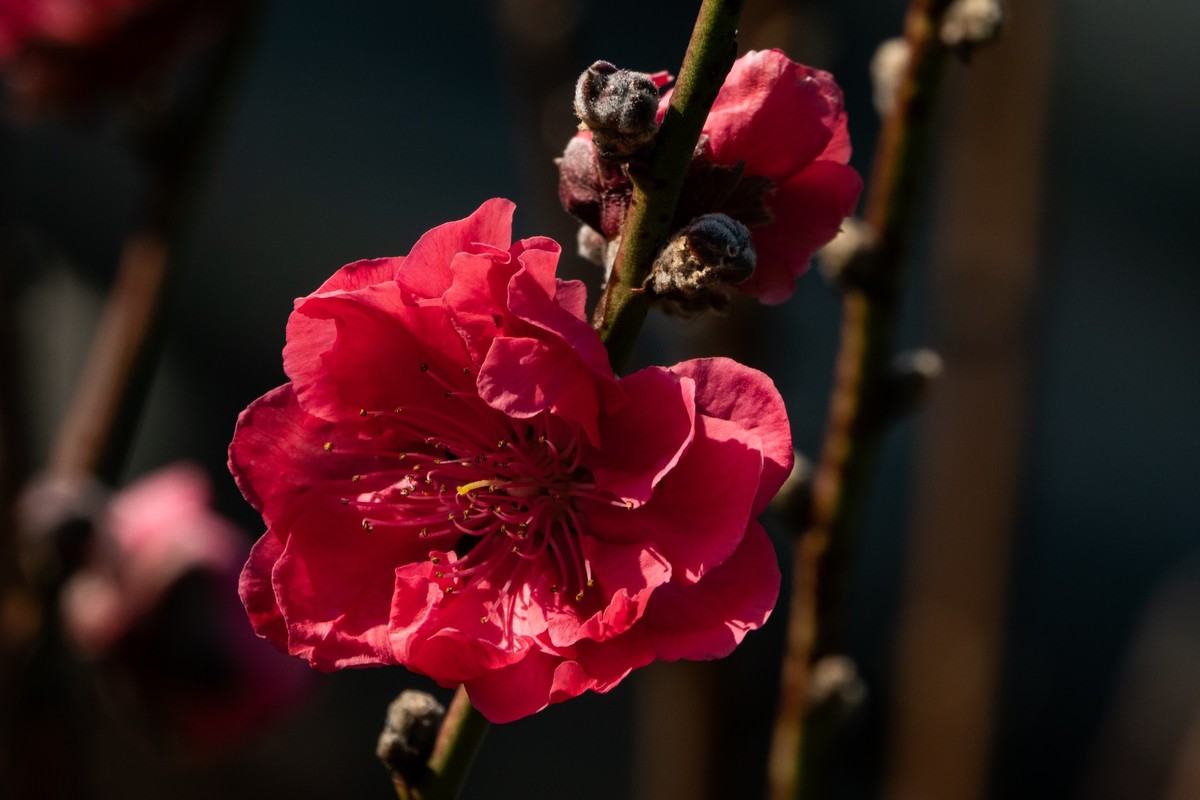 花枝招展（469）