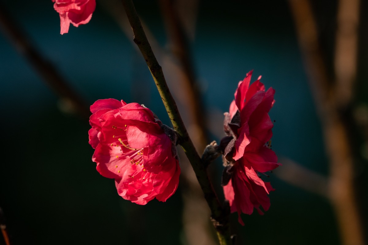 花枝招展（469）