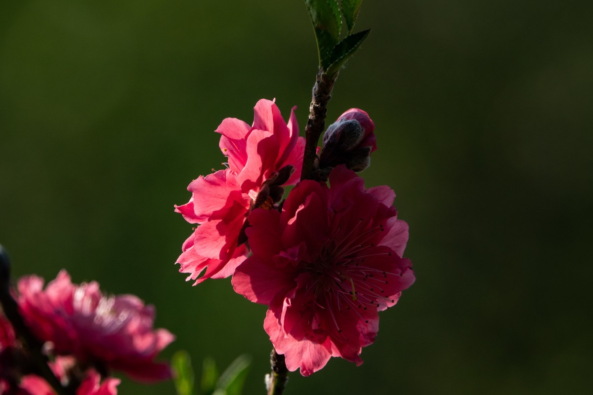 花枝招展（469）