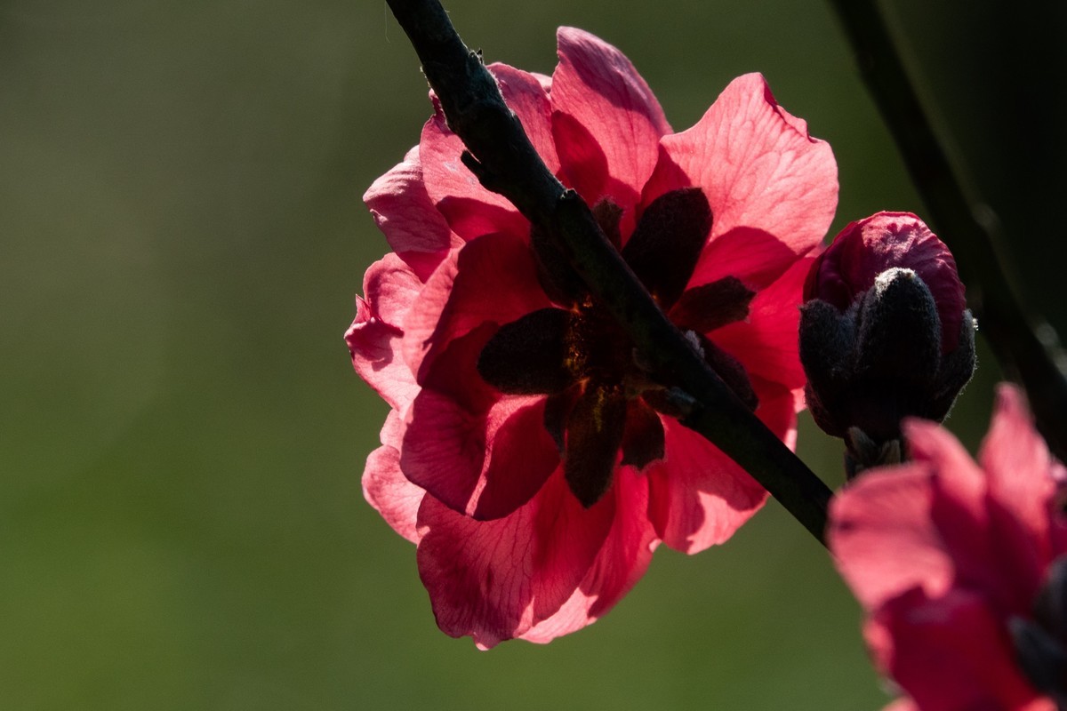 花枝招展（469）