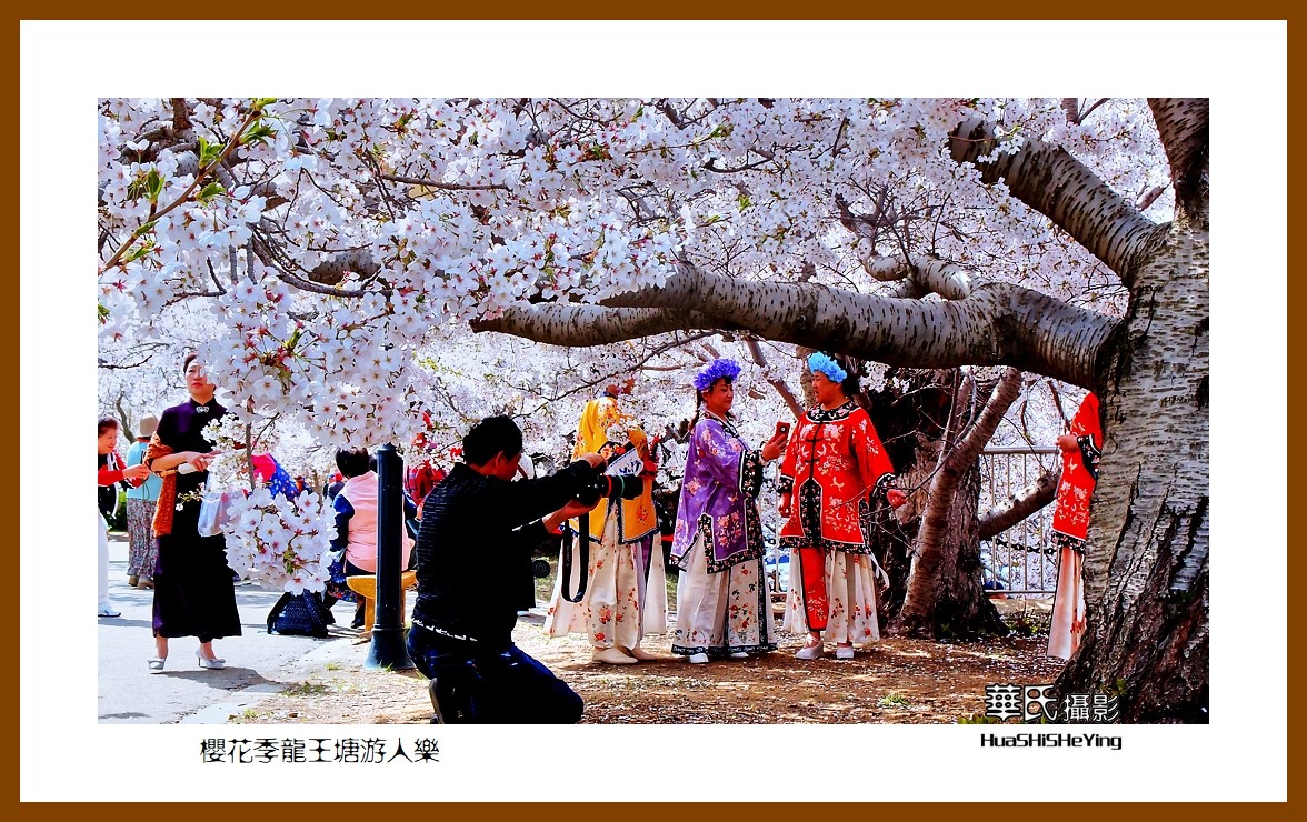 美色辽宁—樱花季龙王塘游人乐（大连市旅顺口）