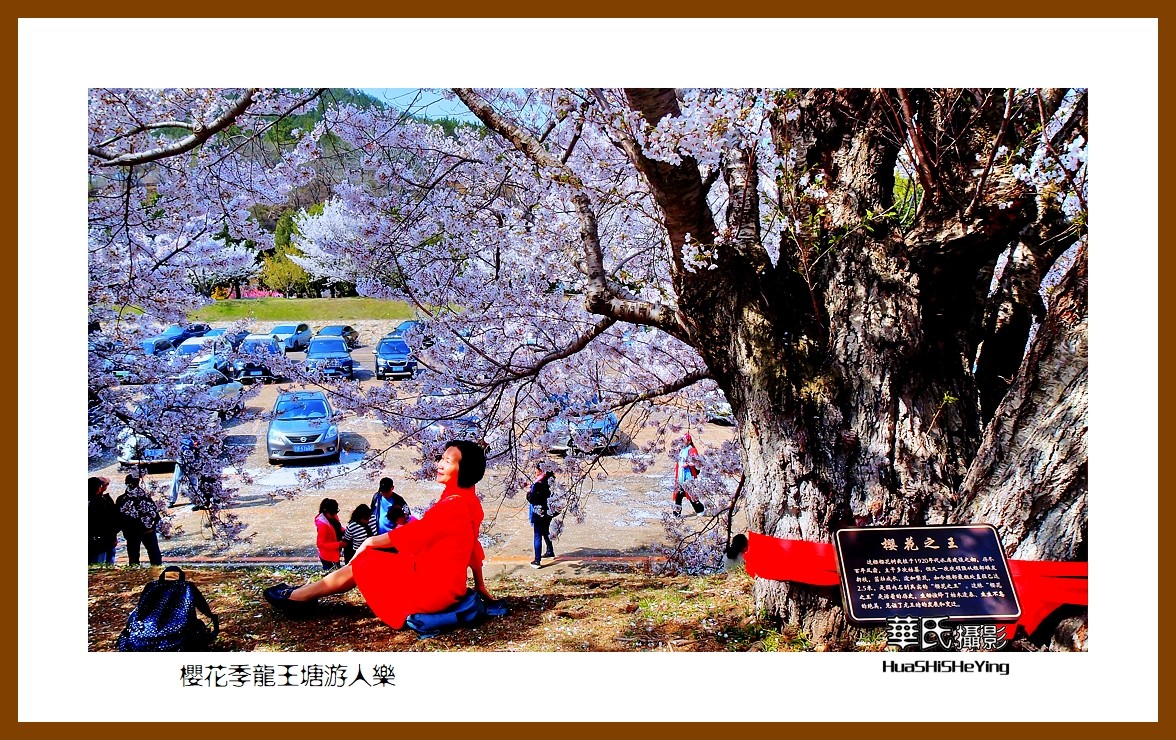 美色辽宁—樱花季龙王塘游人乐（大连市旅顺口）