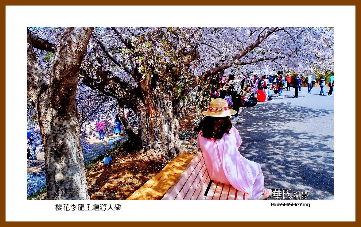 美色辽宁—樱花季龙王塘游人乐（大连市旅顺口）