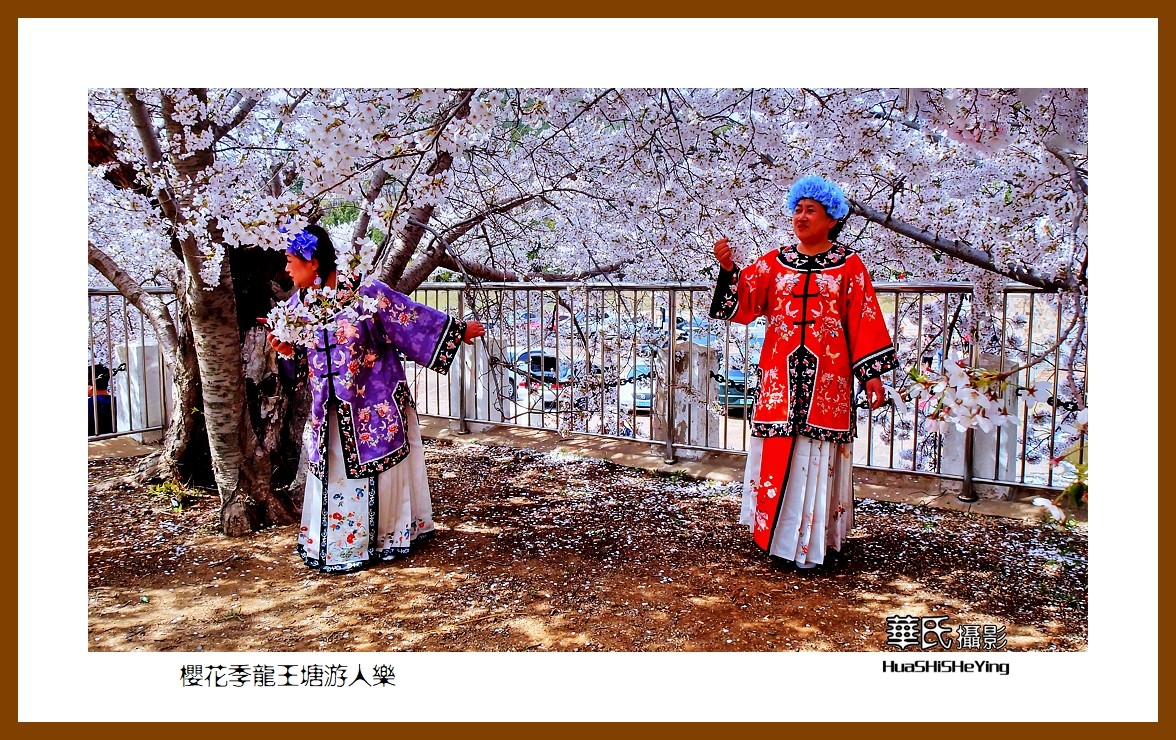 美色辽宁—樱花季龙王塘游人乐（大连市旅顺口）