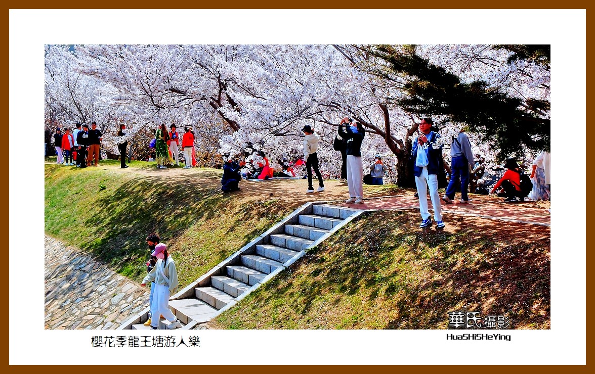 美色辽宁—樱花季龙王塘游人乐（大连市旅顺口）