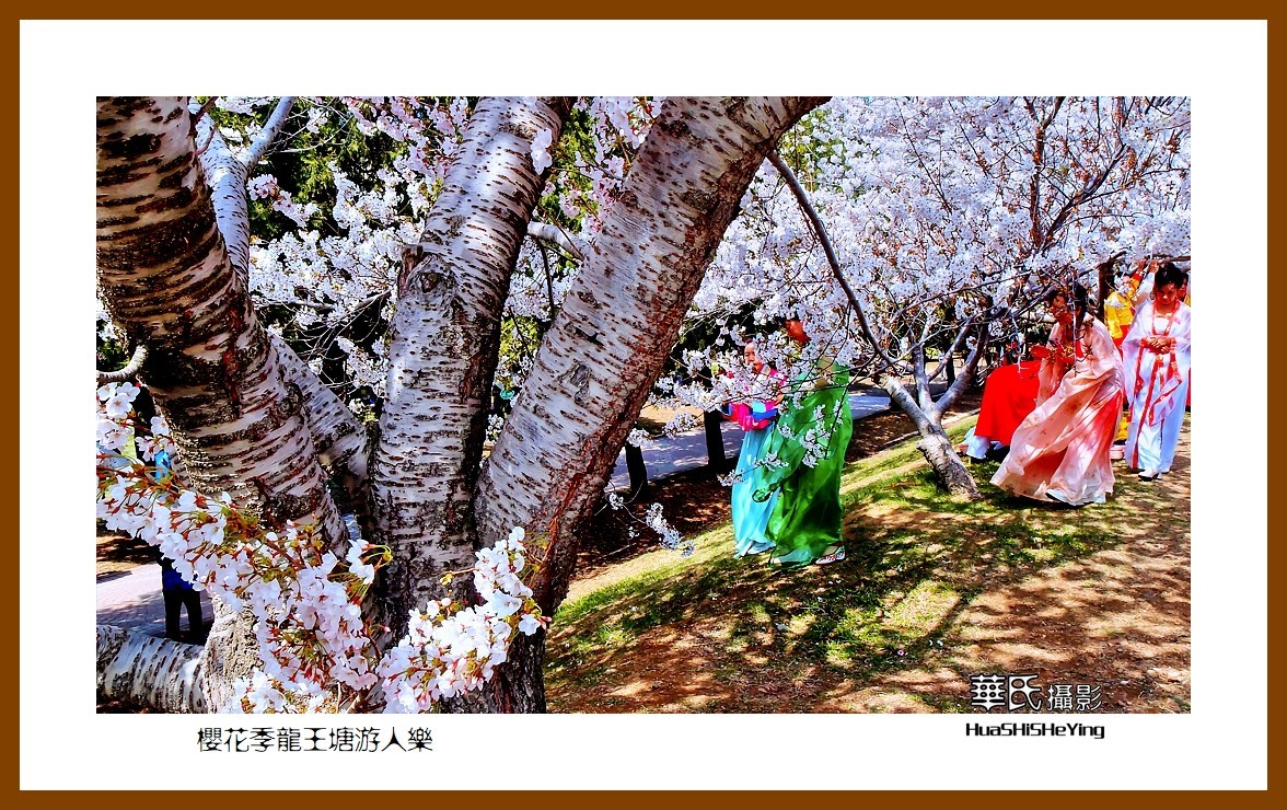 美色辽宁—樱花季龙王塘游人乐（大连市旅顺口）