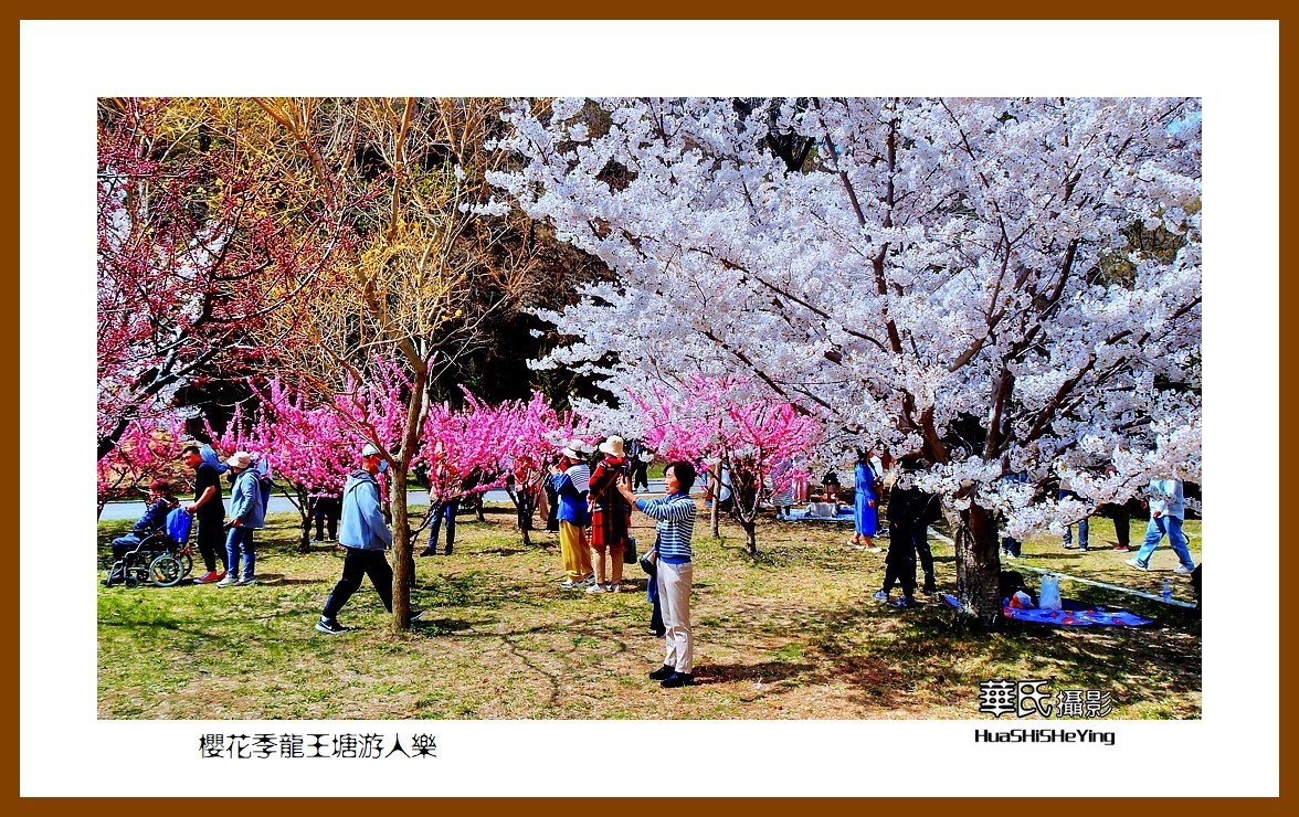 美色辽宁—樱花季龙王塘游人乐（大连市旅顺口）