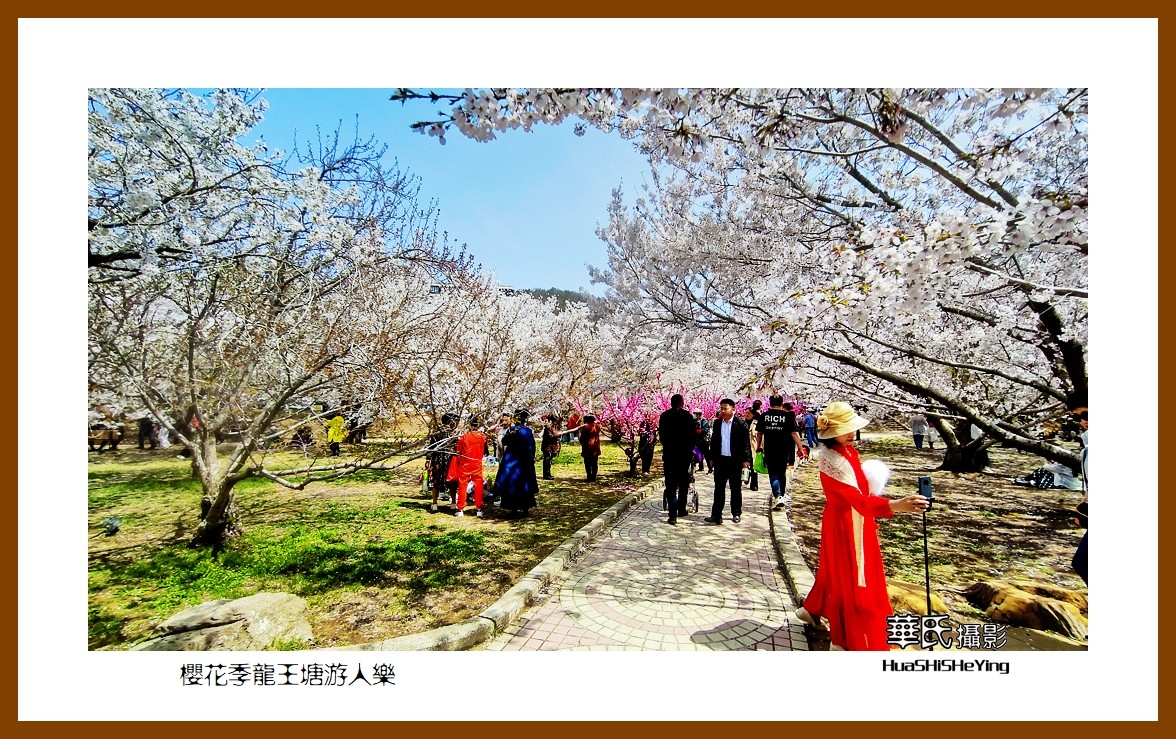 美色辽宁—樱花季龙王塘游人乐（大连市旅顺口）