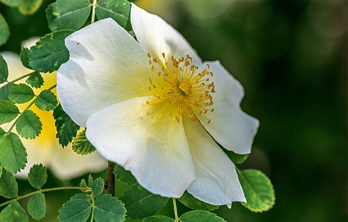 花                                卉