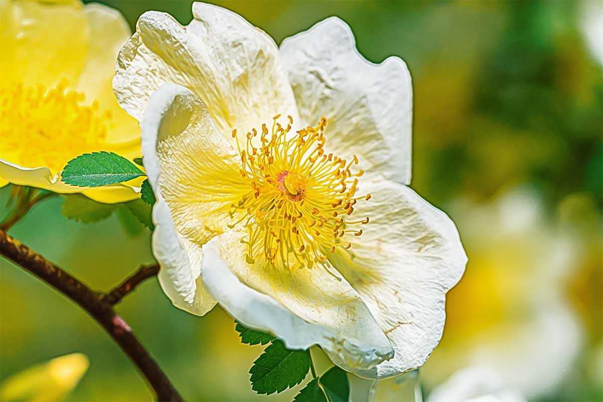 花                                卉