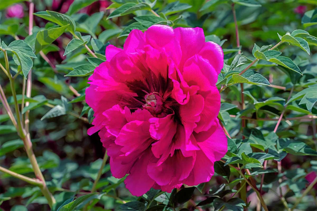 花                                卉