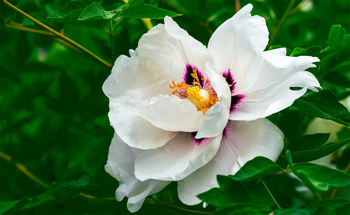 花                                卉