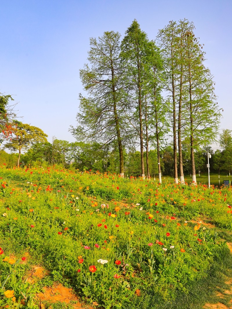 长沙生态植物园4