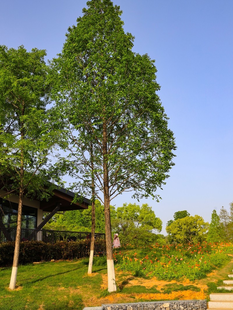 长沙生态植物园4