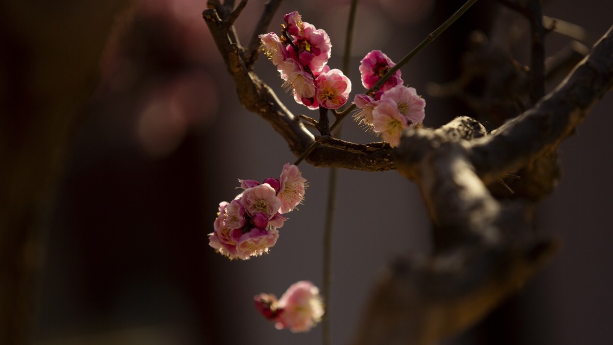开封府的梅花
