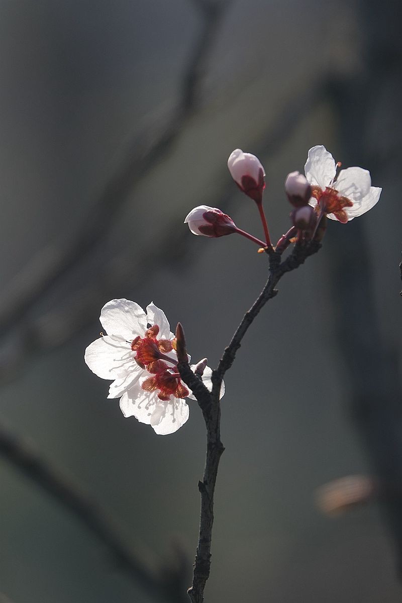 早春的紫叶李