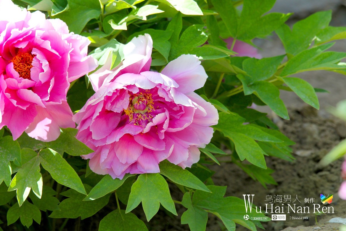 乌海的牡丹。