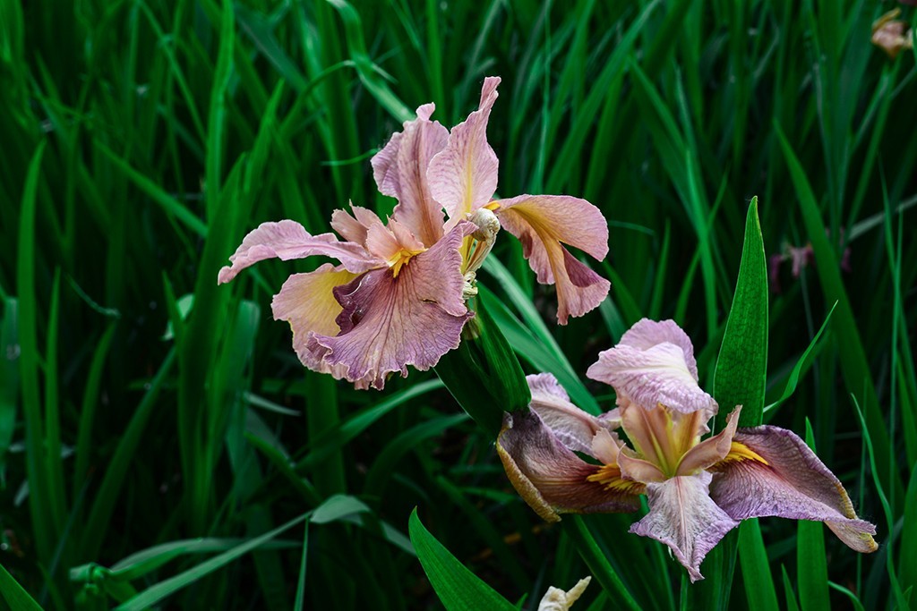 拍拍花草，看看CMOS的清洁效果