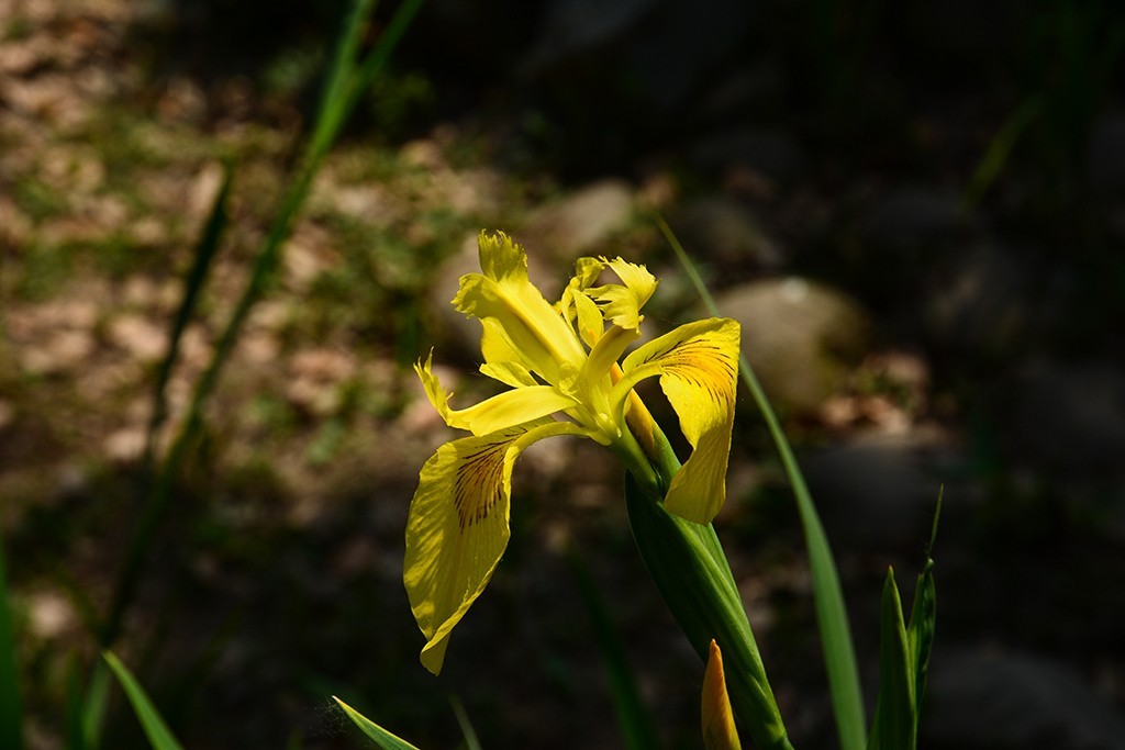 拍拍花草，看看CMOS的清洁效果