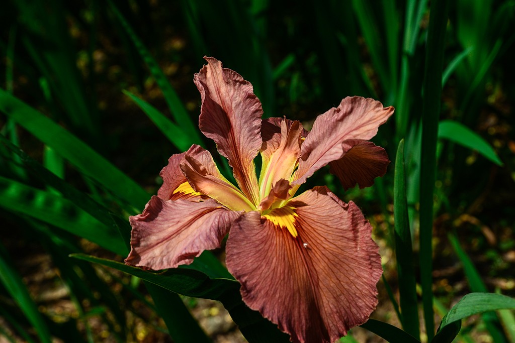 拍拍花草，看看CMOS的清洁效果
