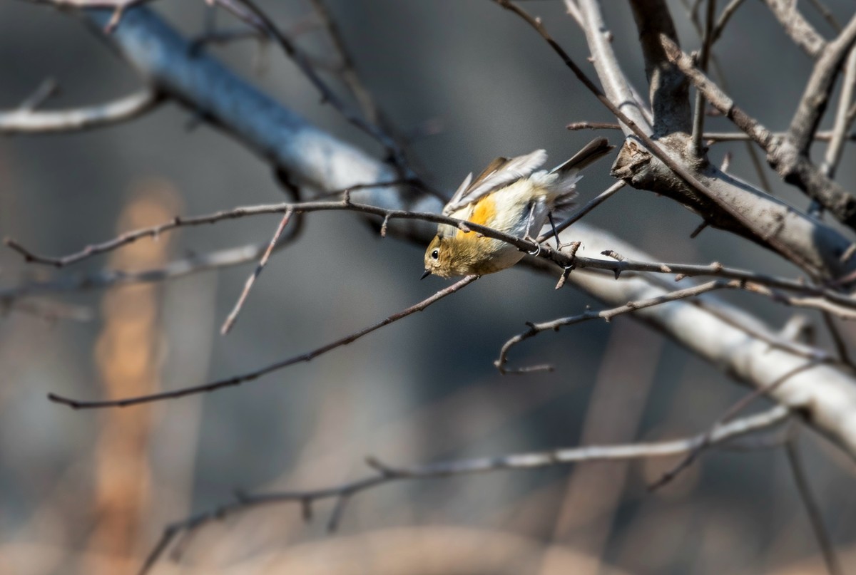 红肋蓝尾鸲（十六）