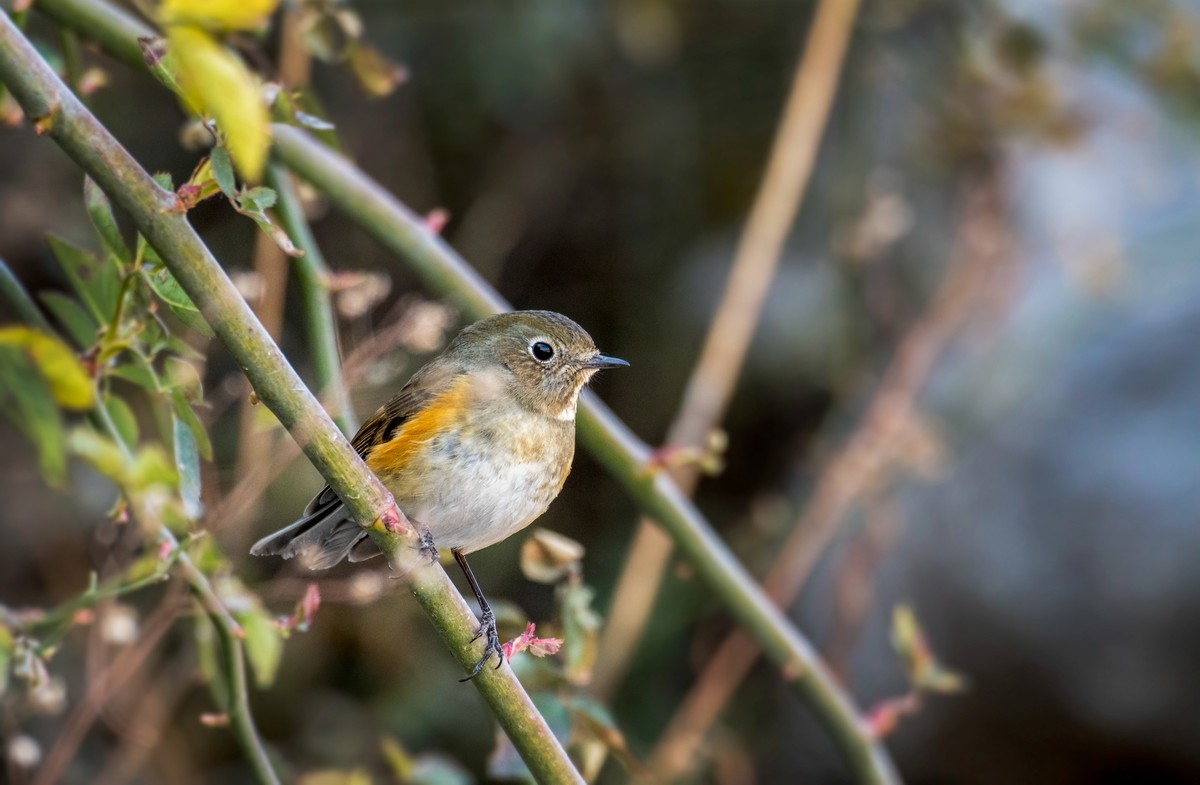 红肋蓝尾鸲（十六）
