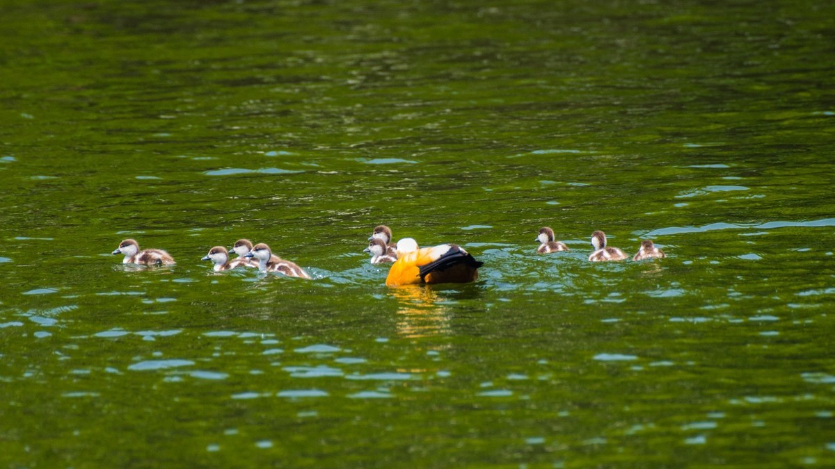 赤麻鸭一家和 小 pi ti