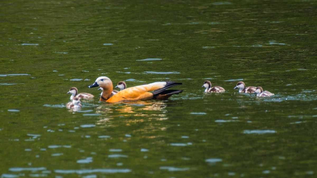 赤麻鸭一家和 小 pi ti