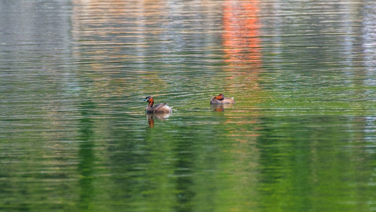 赤麻鸭一家和 小 pi ti