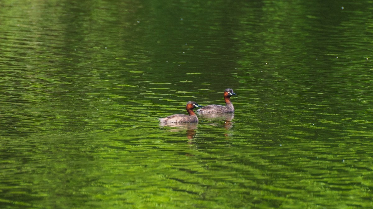 赤麻鸭一家和 小 pi ti