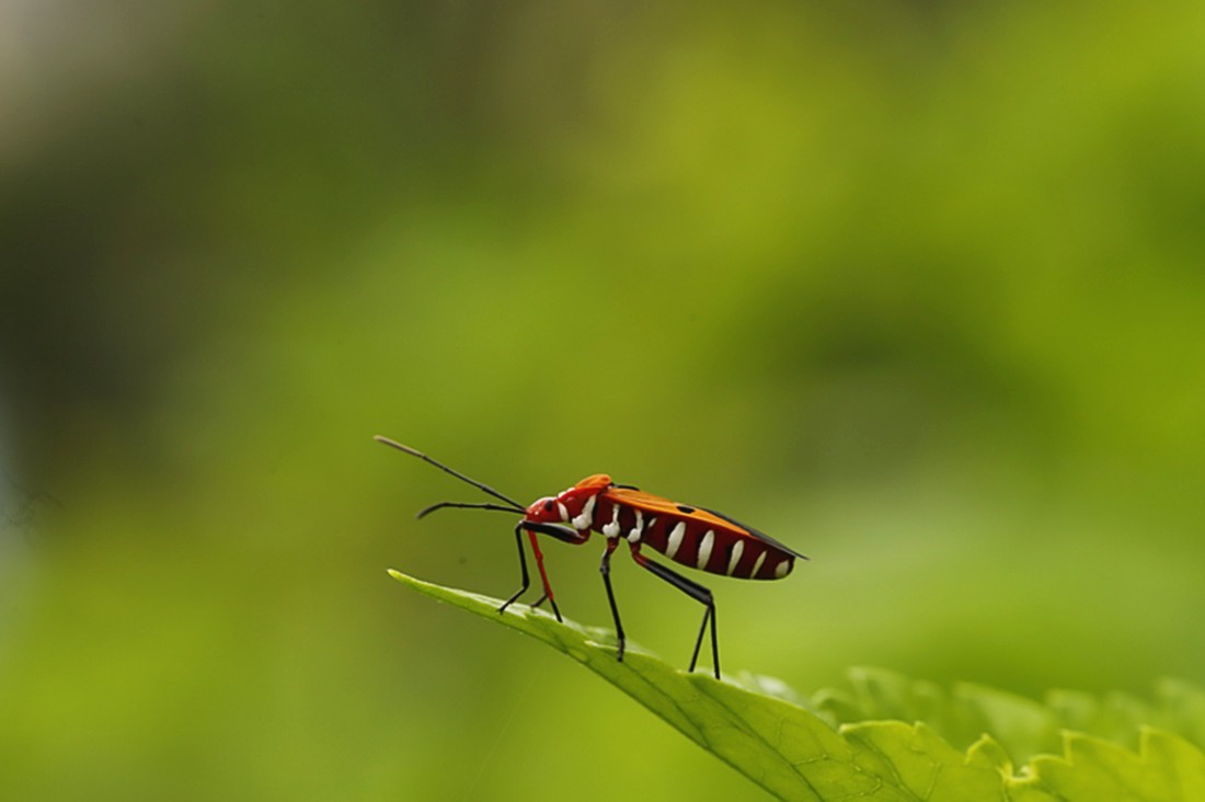 虫趣:行走朱槿绿叶的棉红蝽.