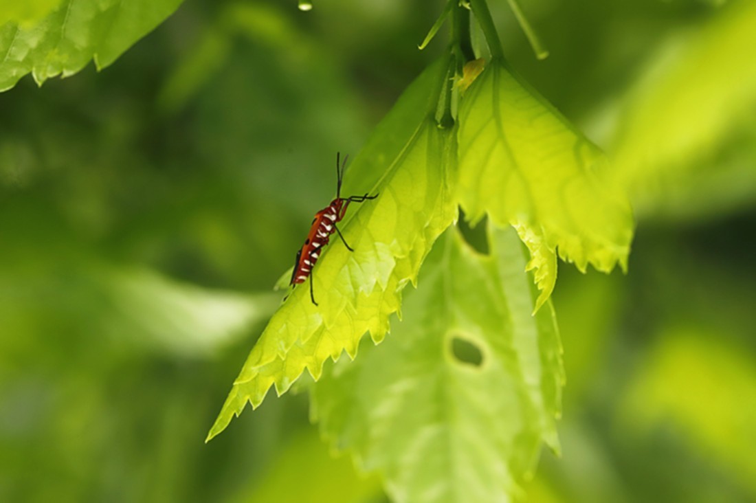 虫趣:行走朱槿绿叶的棉红蝽.