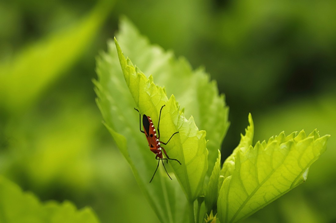 虫趣:行走朱槿绿叶的棉红蝽.