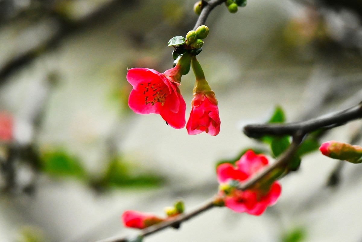 【今日立春】海棠花开迎春来