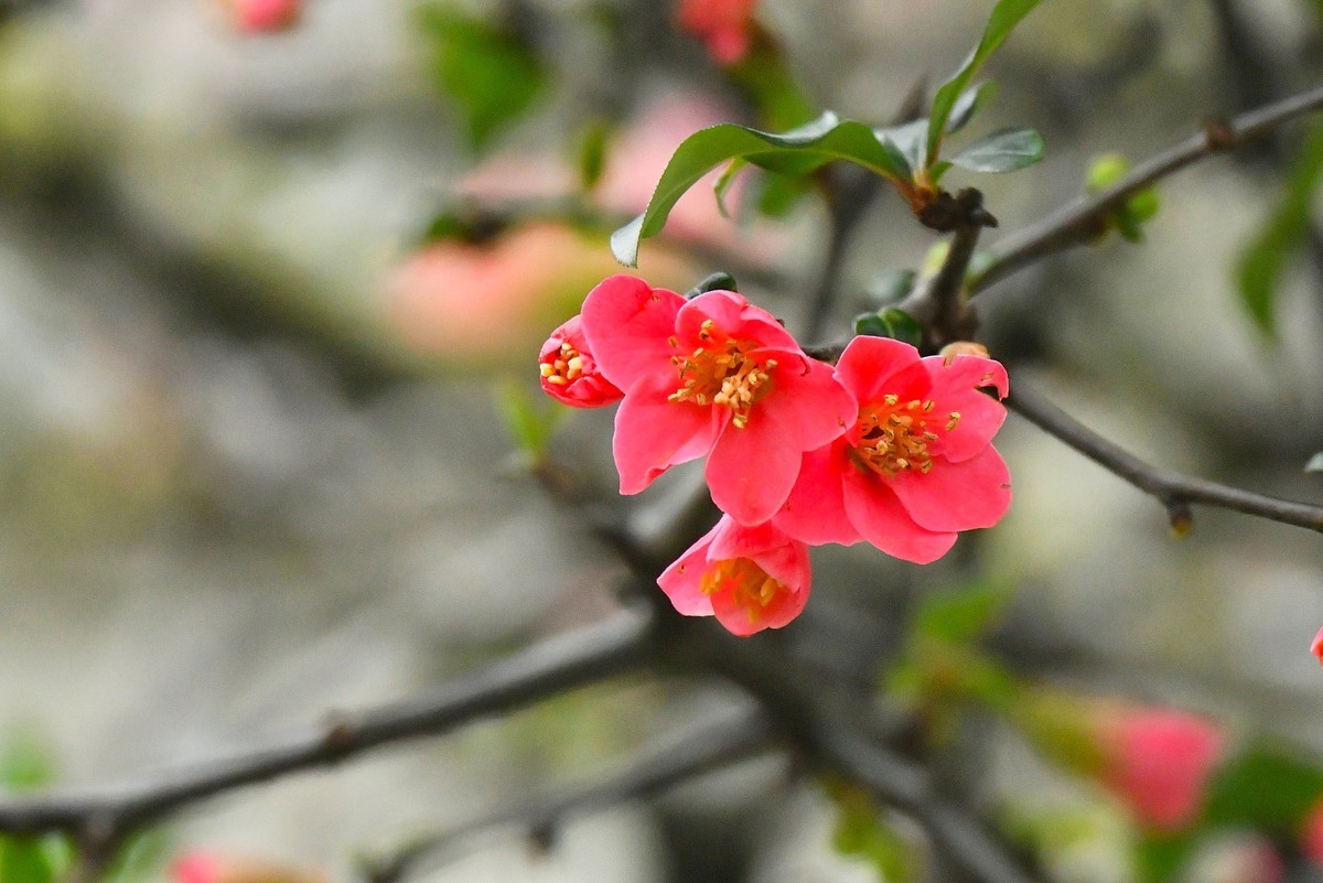 【今日立春】海棠花开迎春来