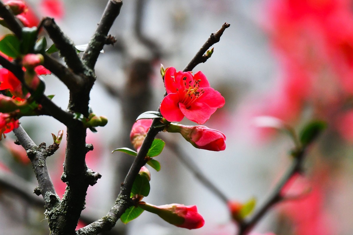 【今日立春】海棠花开迎春来