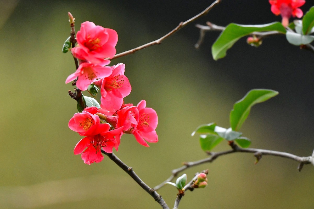 【今日立春】海棠花开迎春来