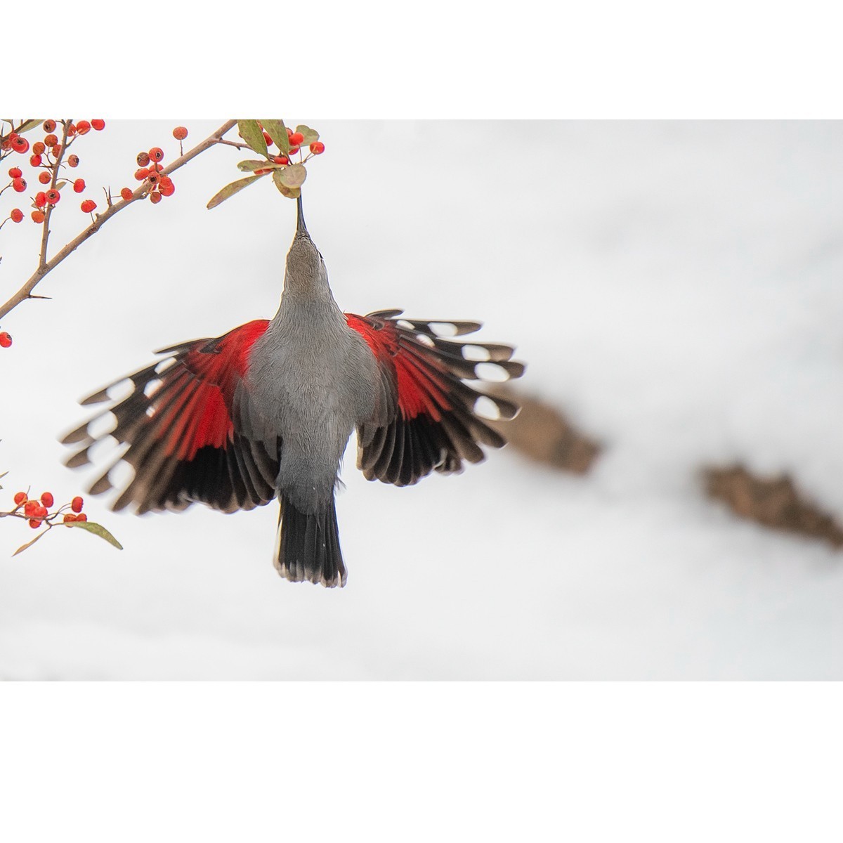 雪地精灵——红翅旋壁雀 中关村在线摄影论坛 