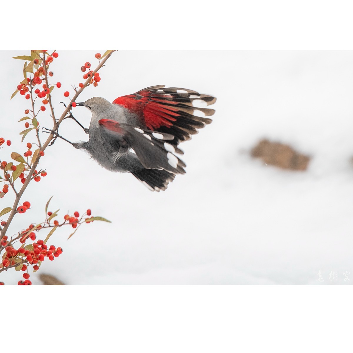 雪地 红翅旋壁雀 中关村在线摄影论坛 