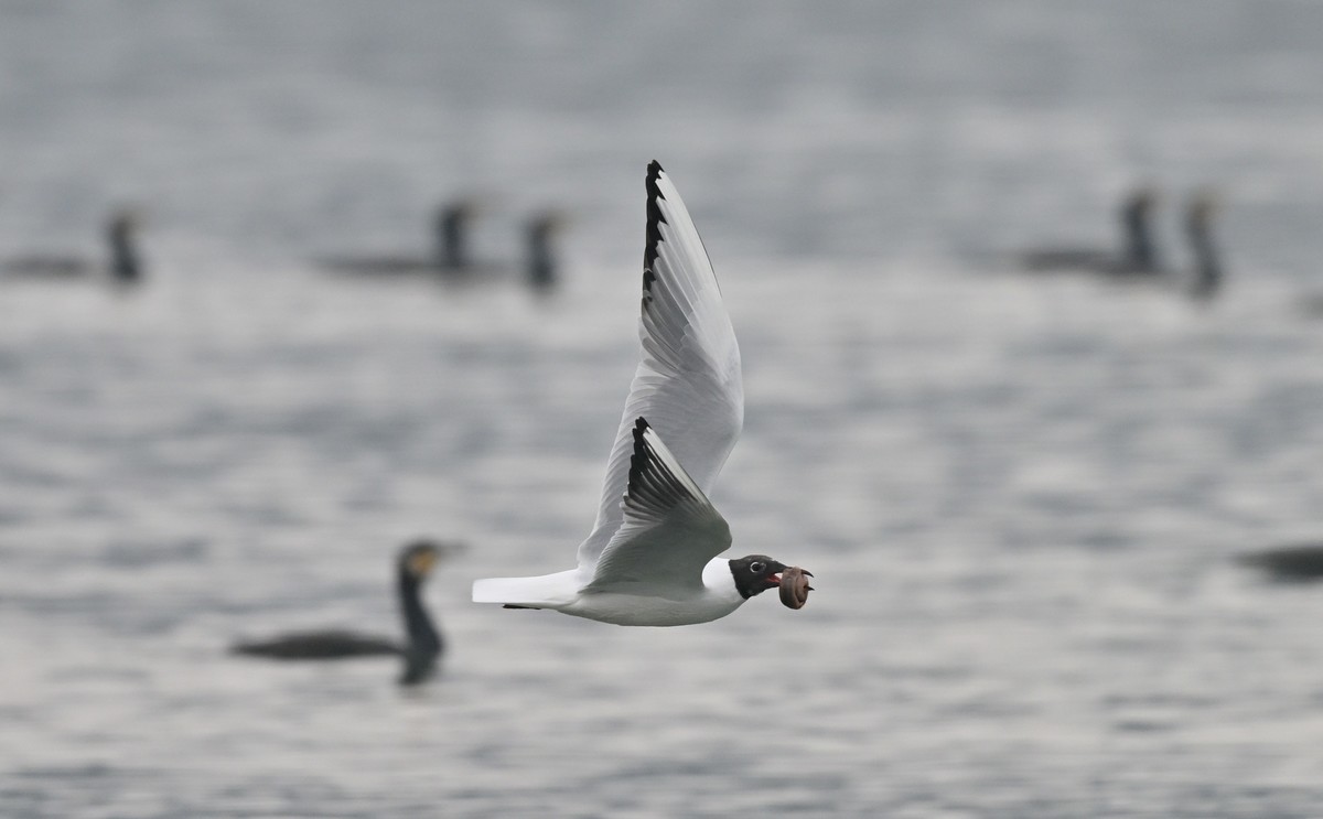 海鸥最新落地价11月9日 ChMkLGXkmg-IeaC3AA1weo2NlSsAAbWRAD1yxQADXCS656.jpg